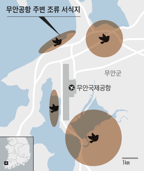 동서남북 모두 조류 서식지인 무안공항